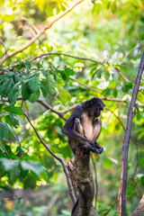 beautiful portrait of monkey at peruvian jungle