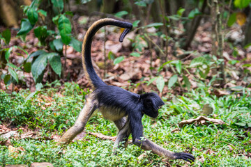 beautiful portrait of monkey at peruvian jungle
