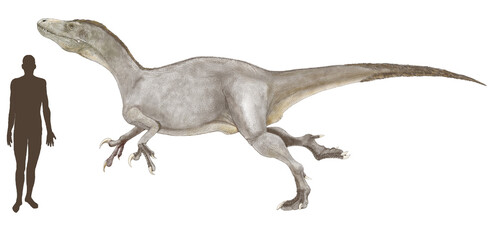 ムルスラプトル　メガラプトル類に分類されている肉食性獣脚類。発見されたネウケン層群の地層の岩石は白亜紀後期のものとされ、棲息期はその時期と思われる。ラプトルの名称がつくが、鉤爪は後肢ではなく、前肢にある。発見された骨格はまだ未成熟であったとされ、6.4メートルの推定全長はそれ以上であった可能性もある。イラストはペアの成体の片方として描いたもの。2001年に発見され、2016年に命名された。