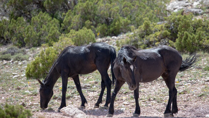 Naklejka premium Pair of black wild horses licking minerals in the desert of the western United States