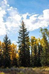 trees with blue cloudy sky