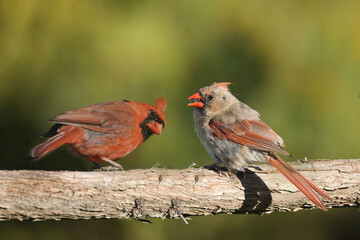 Male and Female Cardinal on branch in fall sunny day