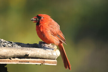 Cardinal on bird feeder eating sunflower seeds