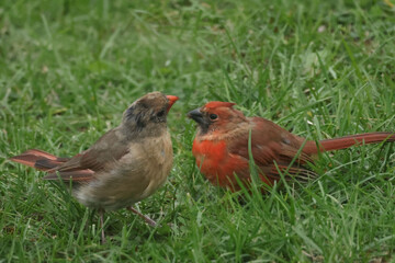 Mother Cardinal and young male chick begging for food in the grass