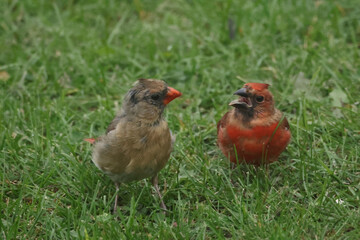 Mother Cardinal and male chick in grass scrounging for food