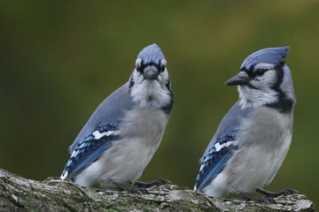 Two Blue Jays extreme closeup, sitting on branch on fall day with fall colours behind