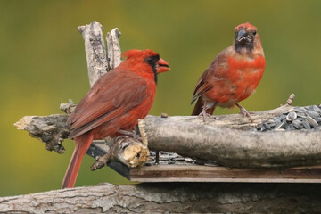 Male CArdinal and male son on birdfeeder in fall sun