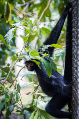 beautiful portrait of monkey at peruvian jungle