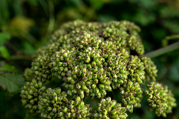 archangelica plant green close-up for the entire frame