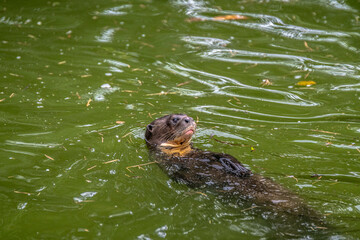 Fototapeta premium portrait of sea lion in a zoo
