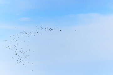 Obraz premium flock of birds