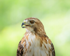 red tailed hawk
