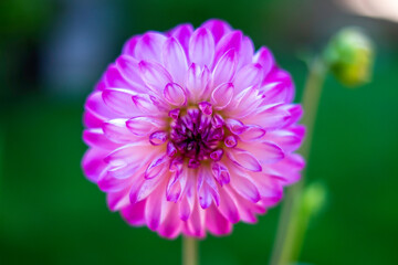 Obraz premium Beautiful Purple Dahlia in Full Bloom on a Green Background