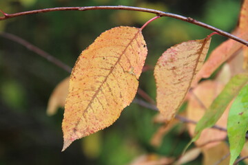 autumn leaves on a tree