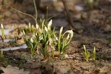 snowdrops in spring