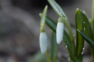 snowdrops close up
