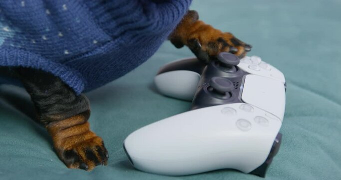Mischievous dog is trampling on the gadget, close up. Dachshund puppy in knitted sweater is playing a video game, using buttons and joysticks of controller for the console