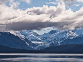 Sandhill crane flock flying over glacier in Southeast Alaska