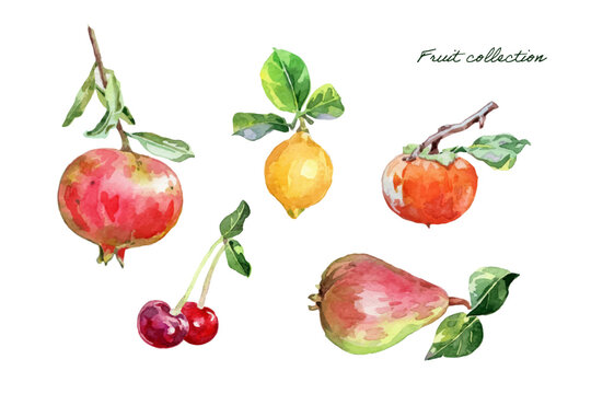 Watercolor fruit collection