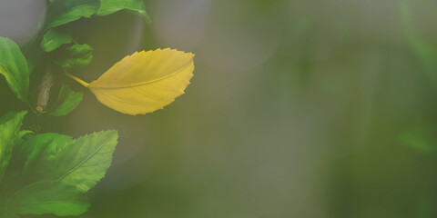 Yellow fall leaf on natural light background. Soft focus.