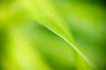 Abstract background nature of green leaf on blurred greenery background in garden. Natural green leaves plants used as spring background cover page greenery environment ecology lime green wallpaper