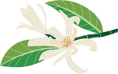 Abstract of chempaka flower with leaf on white background