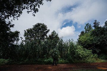 Man Farmer Guatemala Corn Agricultural