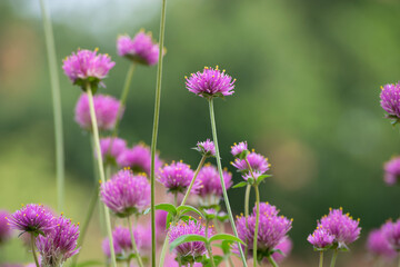 Pink flowers in the field. Romantic wildflowers
