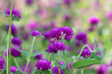 Fototapeta premium Flowers Purple Gnome Gomphrena, Flower seeds