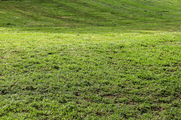 full frame of freshly cut lawn