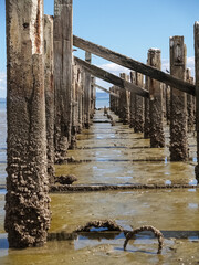 Old jetty posts in shallow muddy harbour