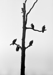 Himalayan Griffon Vultures flock sitting on a dead tree silhotted against a bright sky