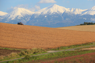 秋の大豆畑と冠雪の山並み
