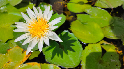 white lotus beautifully in the garden