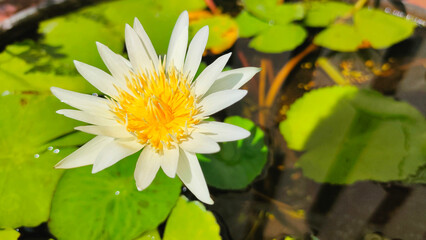 white lotus beautifully in the water garden