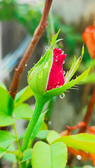 Red rose on the branch.