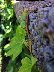 Creeping Vine