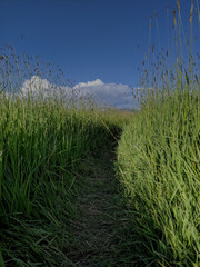 Grass pathway