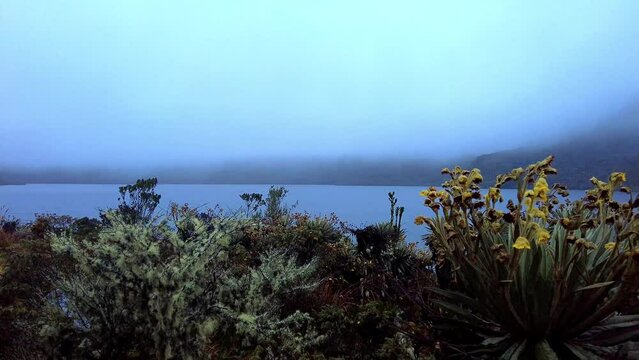 Footage of a lake in Sumapaz moorland or paramo, frailejones (Espeletia) and other plants in the shore. Mountains covered by clouds and fog in the background