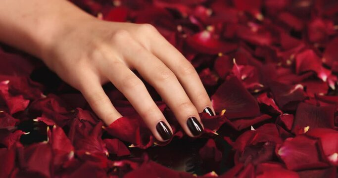 Woman, manicure hands or petals from red rose in studio after spa, self love luxury or fashion nails design. Zoom, texture flowers background or model fingers after wellness salon for nail polish art