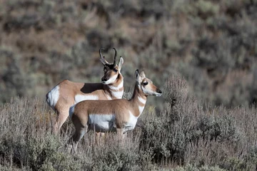 Foto op Plexiglas american antelope pair in the sage brush © David