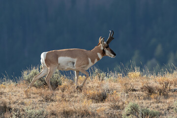 pronghorn antelope buck walking with dark background