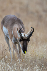 pronghorn antelope smelling a yellow flower
