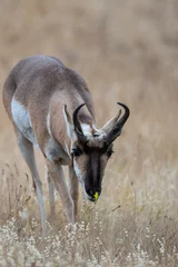 Fotobehang pronghorn antelope smelling a yellow flower © David