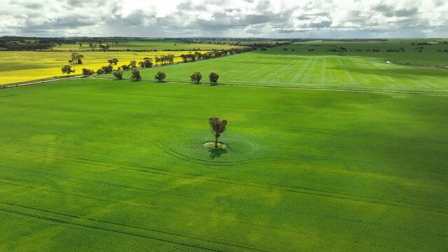 Single tree in the middle of lush green wheat field with yellow canola fields in the distance - slow rotating point of interest aerial shot