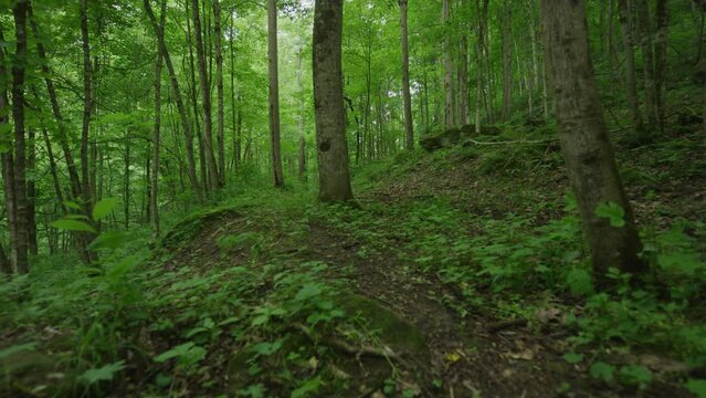 Gimbal shot pushing through Appalachian dense tree forest in Ohio in summer in slow motion