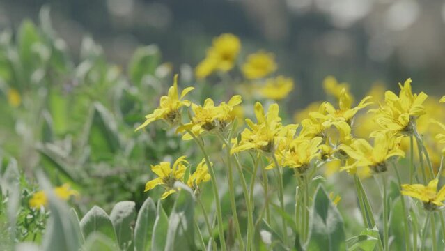 Slow motion close up yellow wild flowers in breeze in mountains in summer
