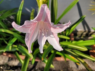 pink lily flower
