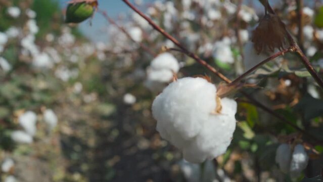 Close-up of ripe cotton balls on a branch