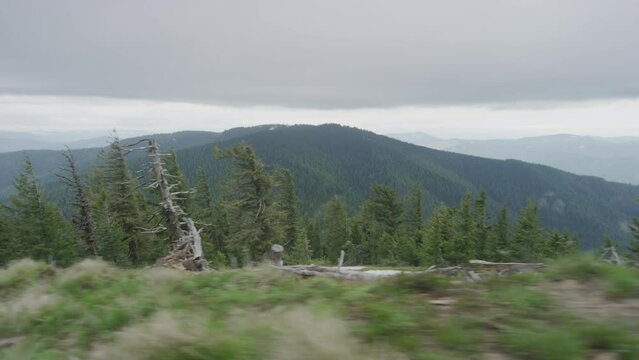 Idaho mountainsides in summer on over cast day low shot tracking through pine trees in slow motion